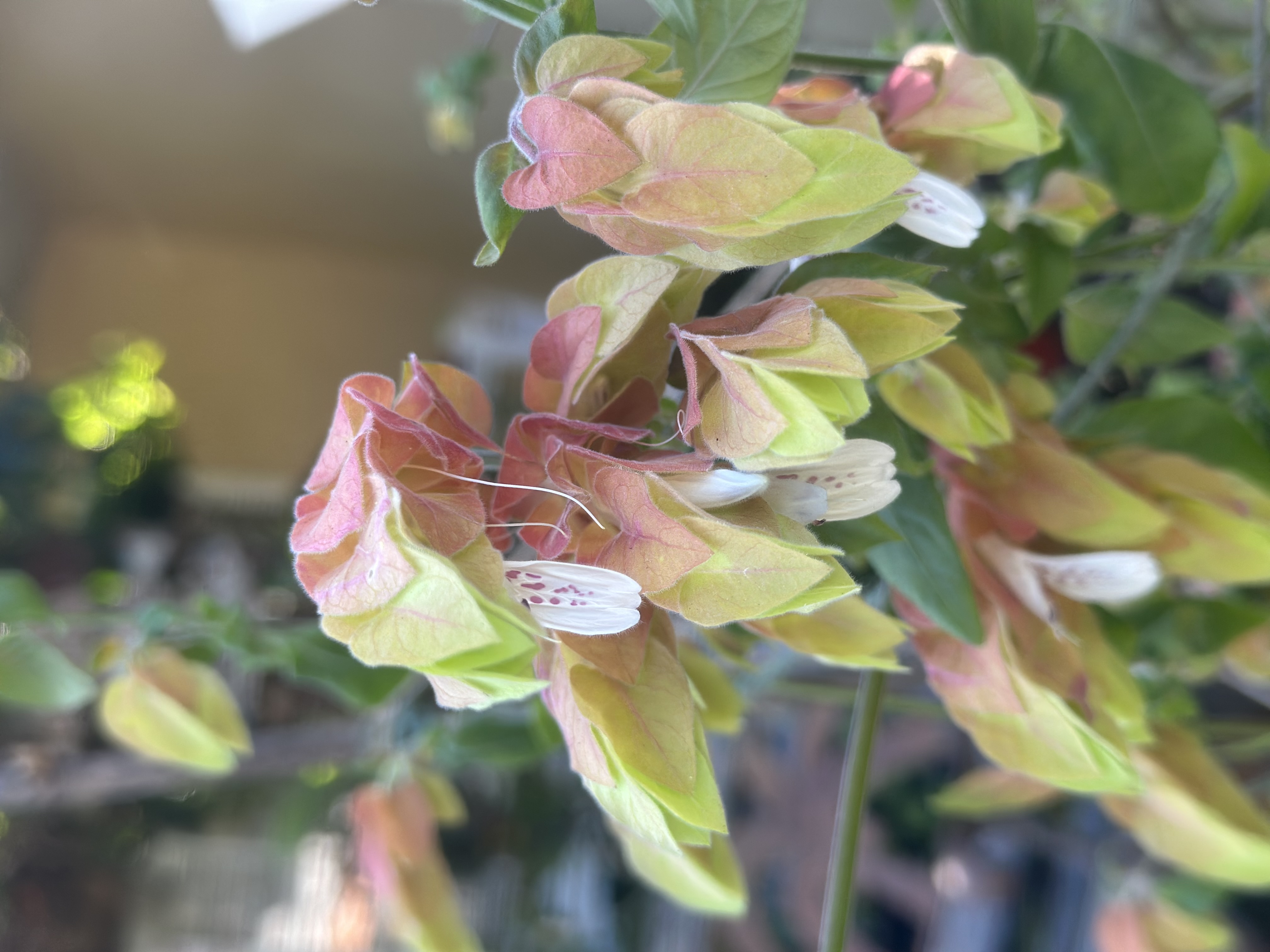 Yellow Shrimp Plant Detail plant in Edgewater Florida
